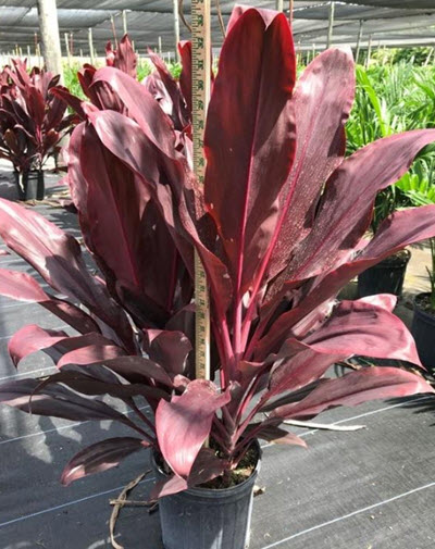 Auntie Lou Cordyline